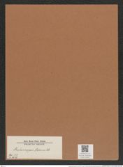 Stephanopyxis raeana Cstr. (de-Toni-Nr.: Genus 187, Species 4649) Zeichnungen Sammlung Grunow Mappe 04561 (Herbarium_W_Grunow_drawings_Folder_04561)